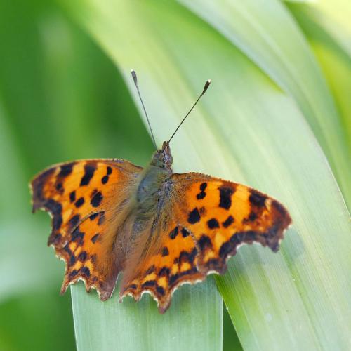 Réf. 274 937 : Polygonia c-album